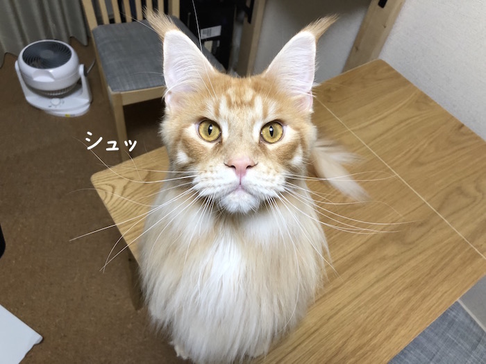 f:id:chikojirou:20190131213856j:plain