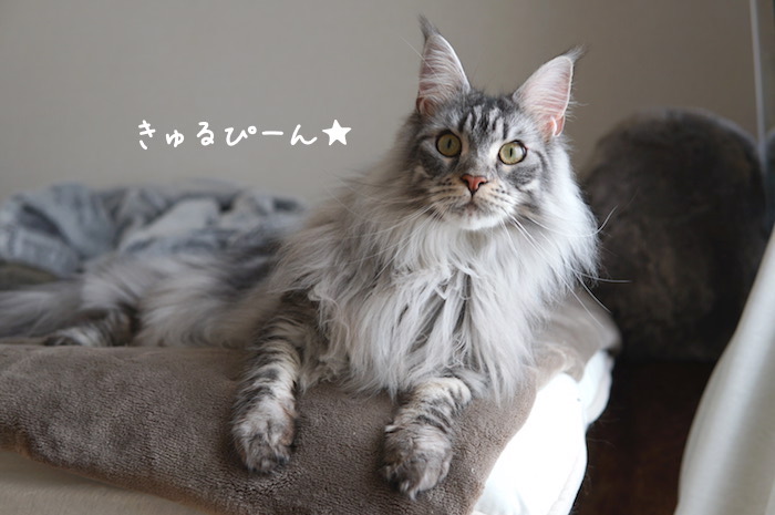 メインクーンのレム