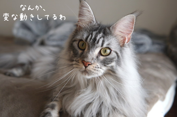 目力が強いメインクーンのレムち