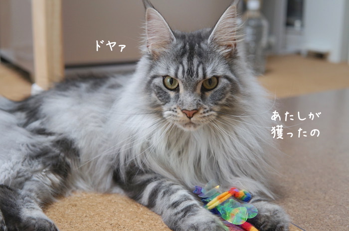 カシャブンで遊ぶメインクーンのレムち
