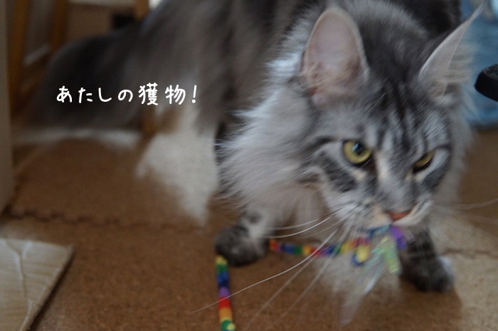 カシャブンを咥えるメインクーンのレムち