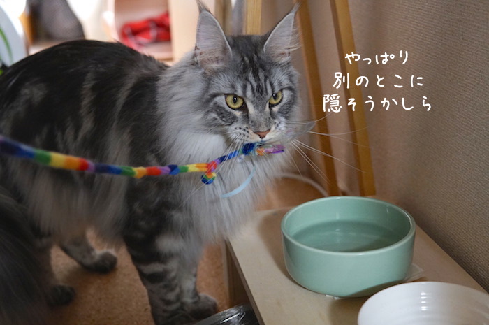 水飲みにおもちゃを入れようとするメインクーンのレムち