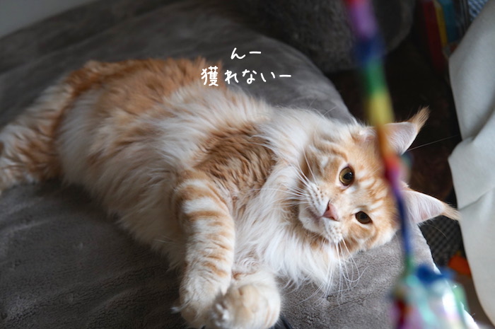 寝転がりながら遊ぶメインクーンのオリバー