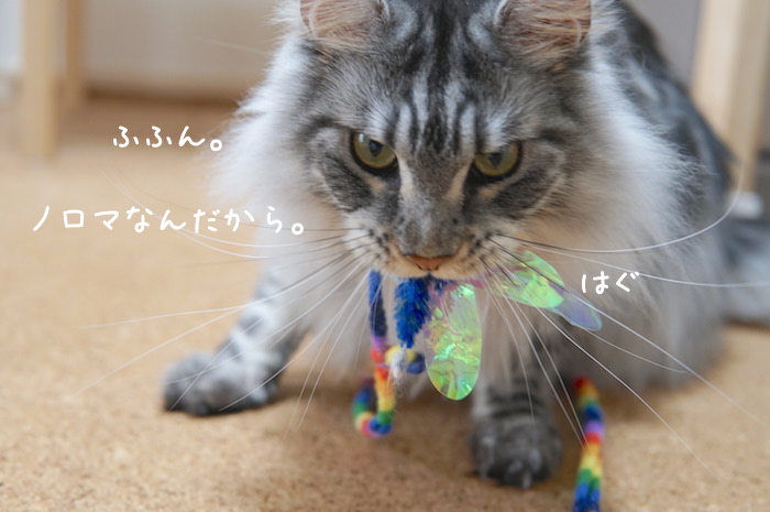 おもちゃを咥えて離さないメインクーンのレムち