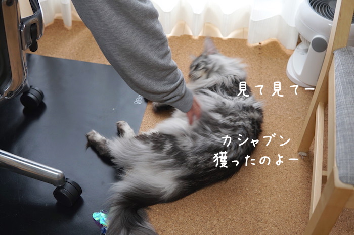 おもちゃを獲った報告をするメインクーンのレムち