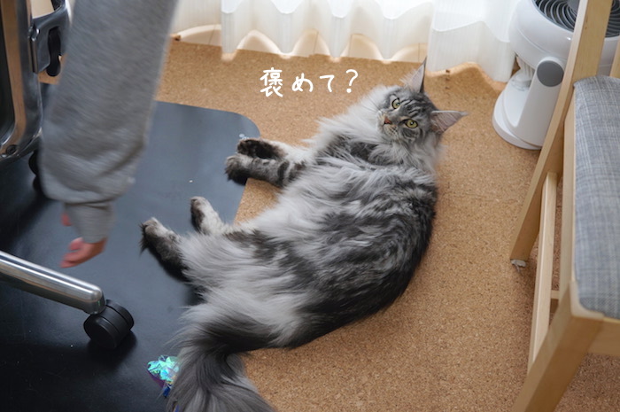 おもちゃ獲ったアピールをしてくるメインクーンのレムち