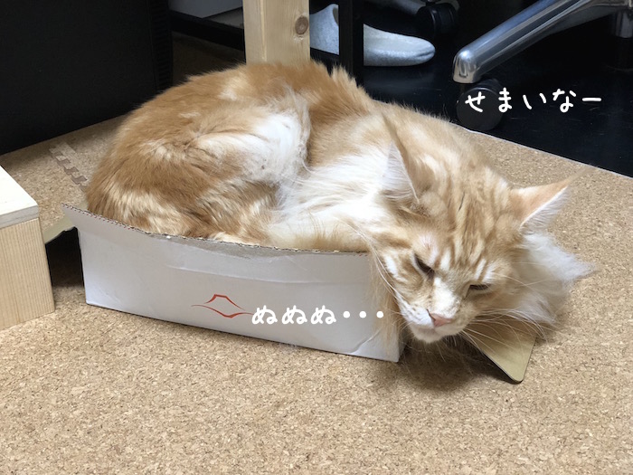 小さい箱に収まるメインクーンのオリバー