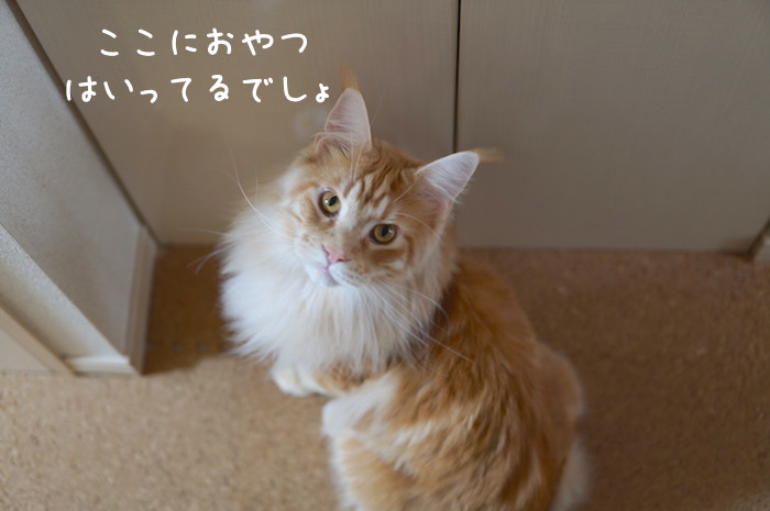 メインクーンのオリバーが扉前で目で訴える