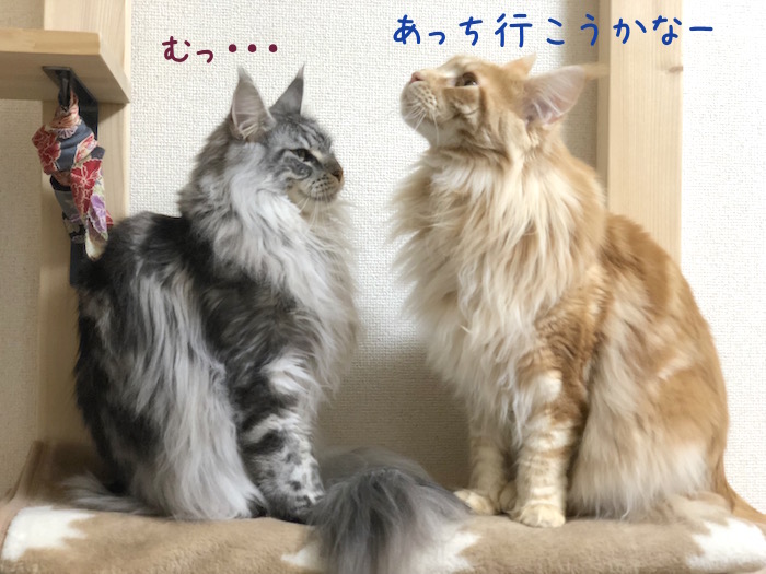 メインクーンのレムちとオリバーの体格差