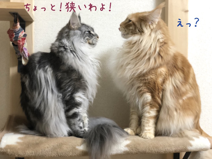 メインクーンのオリバーの体大きい