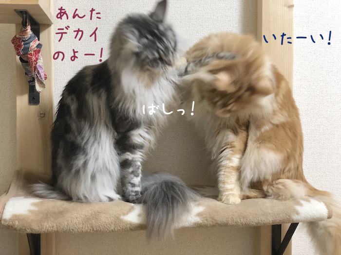 メインクーンのレムちの猫パンチ
