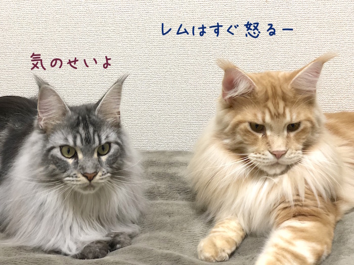 メインクーンのオリバーとレムちツーショット