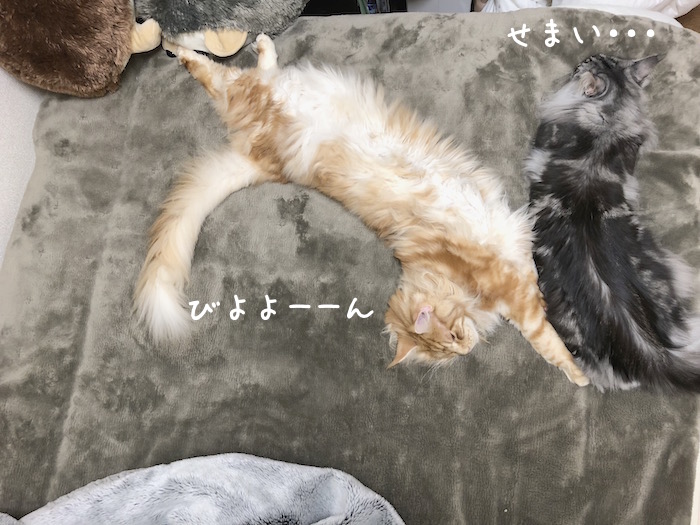 メインクーンのオリバーダイナミック寝