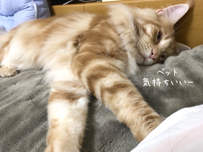 メインクーンのオリバーの幸せそうな寝顔