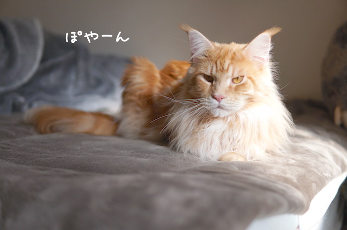 メインクーンのオリバーのキメ顔