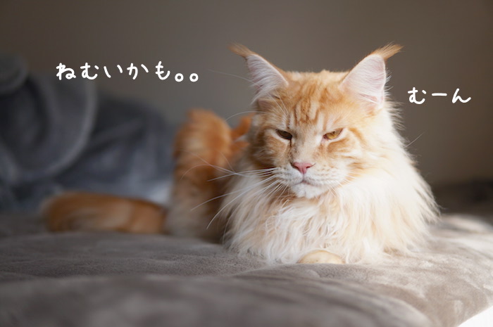 メインクーンのオリバーの眠そうな顔
