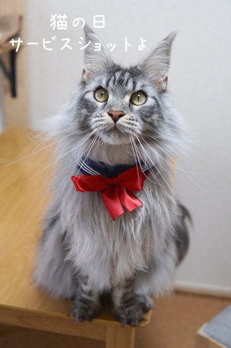 メインクーンのレムちのキメショット