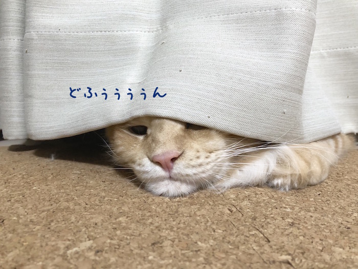 メインクーンのオリーのしゃくれ
