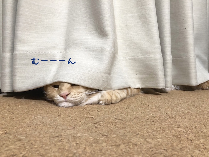 メインクーンのオリバーのしゃくれショット