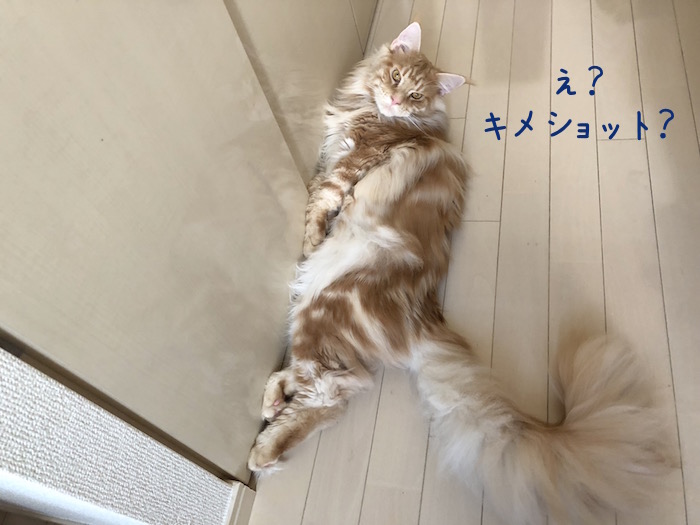 メインクーンのオリバーのキメ顔