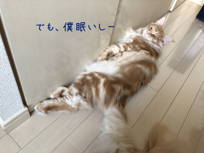 メインクーンのオリーの眠そうな顔