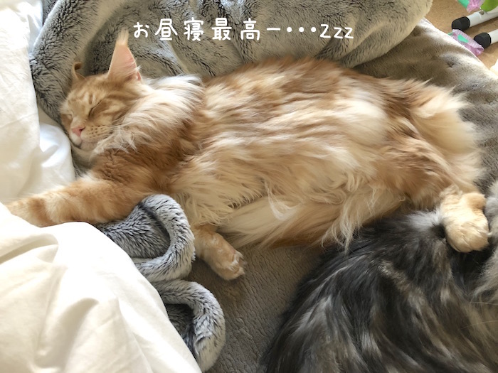f:id:chikojirou:20190228191944j:plain