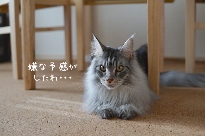 f:id:chikojirou:20190228192026j:plain