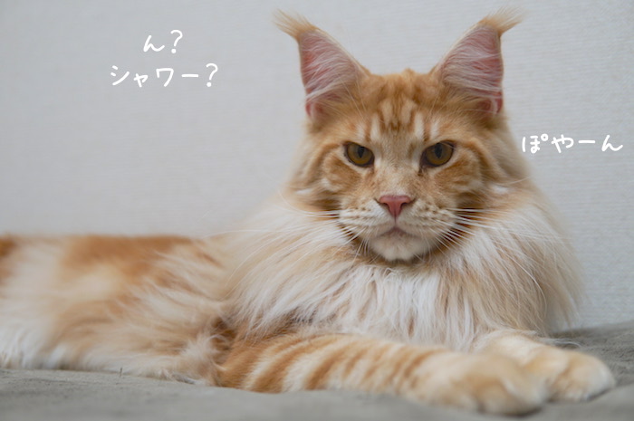 f:id:chikojirou:20190228192049j:plain