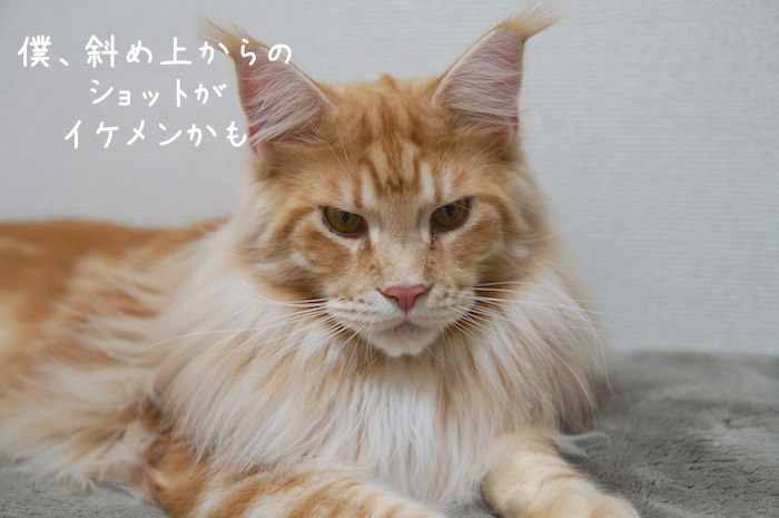 f:id:chikojirou:20190228192106j:plain