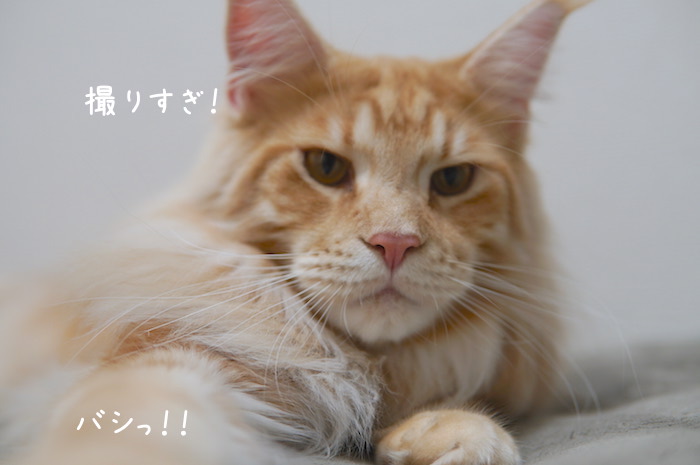 f:id:chikojirou:20190228192128j:plain