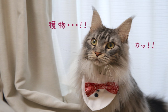 f:id:chikojirou:20190304214358j:plain