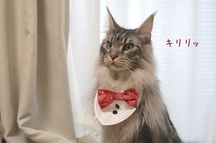 f:id:chikojirou:20190304214411j:plain