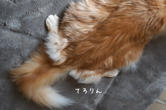 f:id:chikojirou:20190304214557j:plain