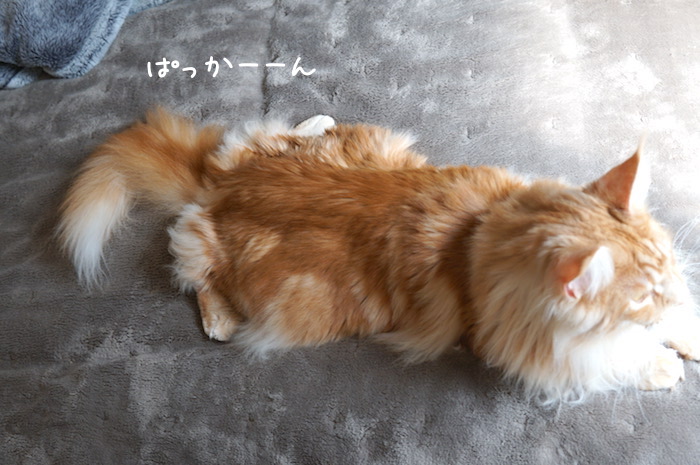 f:id:chikojirou:20190304214610j:plain