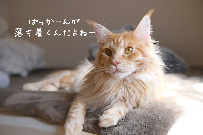 f:id:chikojirou:20190304214627j:plain