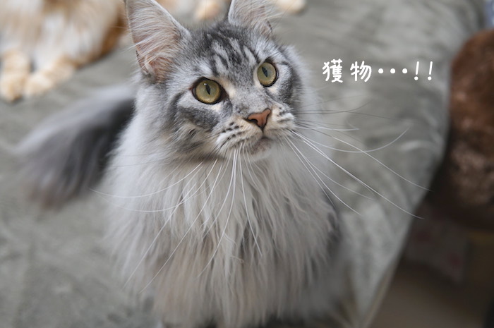 f:id:chikojirou:20190304214649j:plain