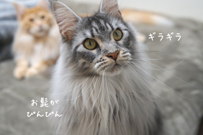f:id:chikojirou:20190304214709j:plain
