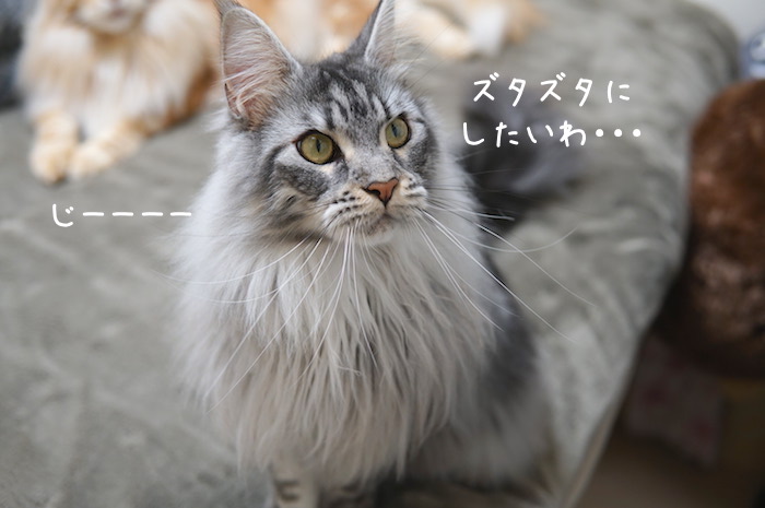 f:id:chikojirou:20190304214741j:plain