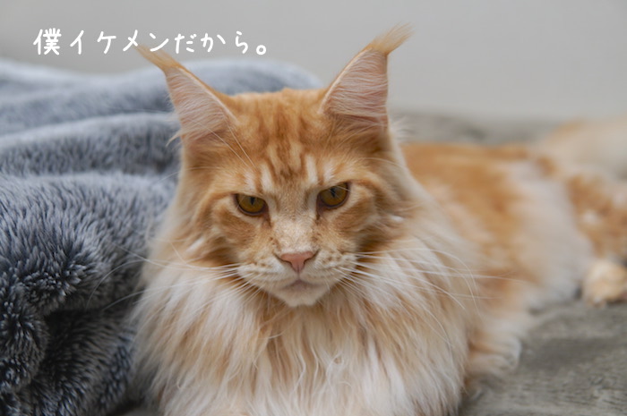 f:id:chikojirou:20190304214805j:plain