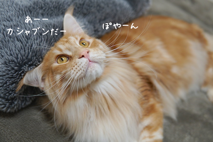 f:id:chikojirou:20190304214819j:plain