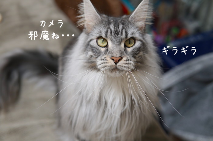 f:id:chikojirou:20190304214831j:plain