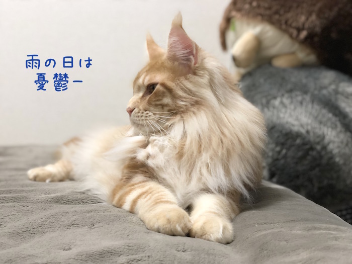 f:id:chikojirou:20190307221025j:plain