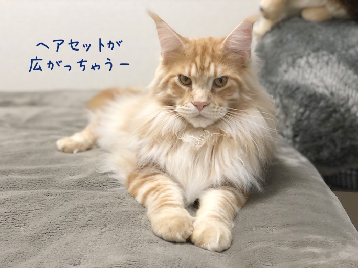 f:id:chikojirou:20190307221036j:plain