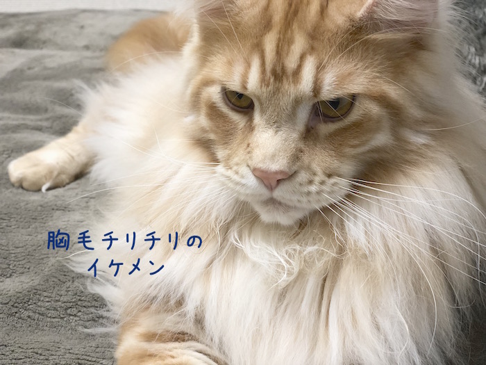 f:id:chikojirou:20190307221053j:plain