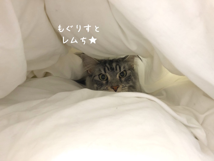 f:id:chikojirou:20190310212219j:plain