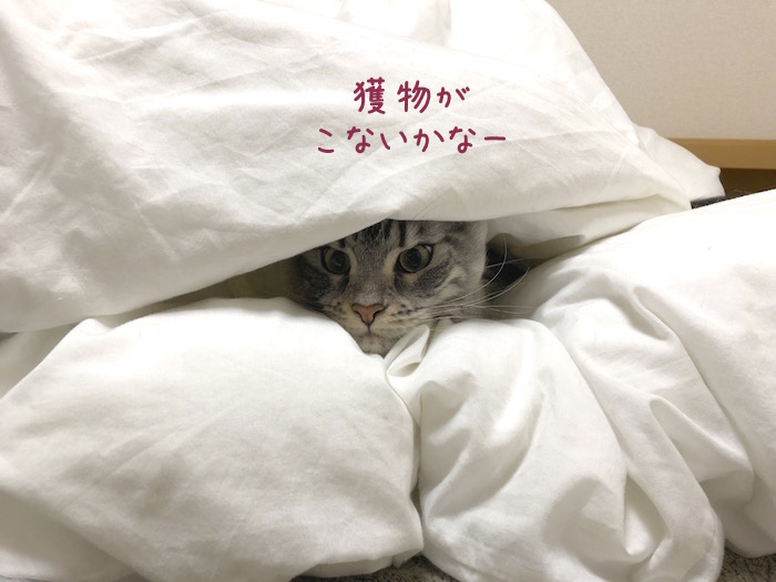 f:id:chikojirou:20190310212237j:plain