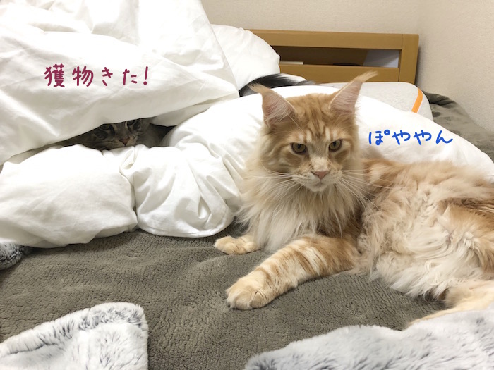 f:id:chikojirou:20190310212251j:plain