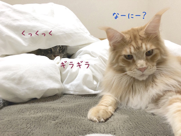 f:id:chikojirou:20190310212305j:plain