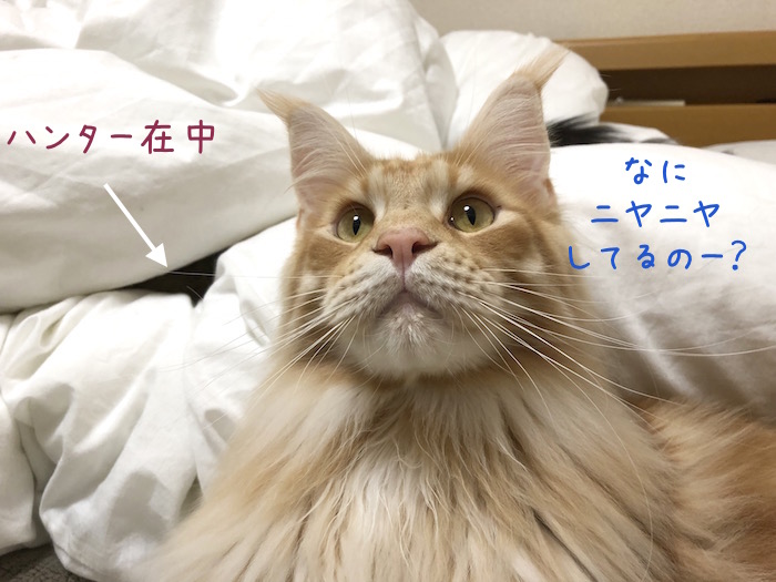 f:id:chikojirou:20190310212422j:plain