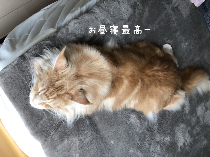f:id:chikojirou:20190310212515j:plain
